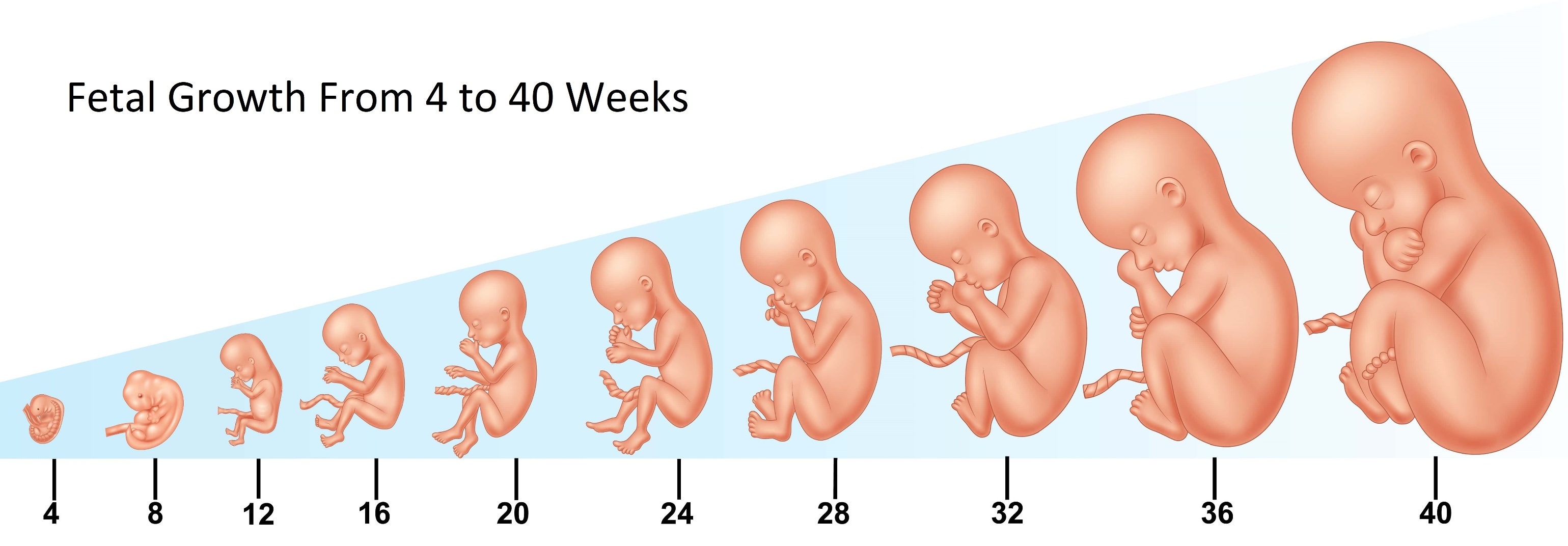 Фазы развития ребенка эмбриона в утробе